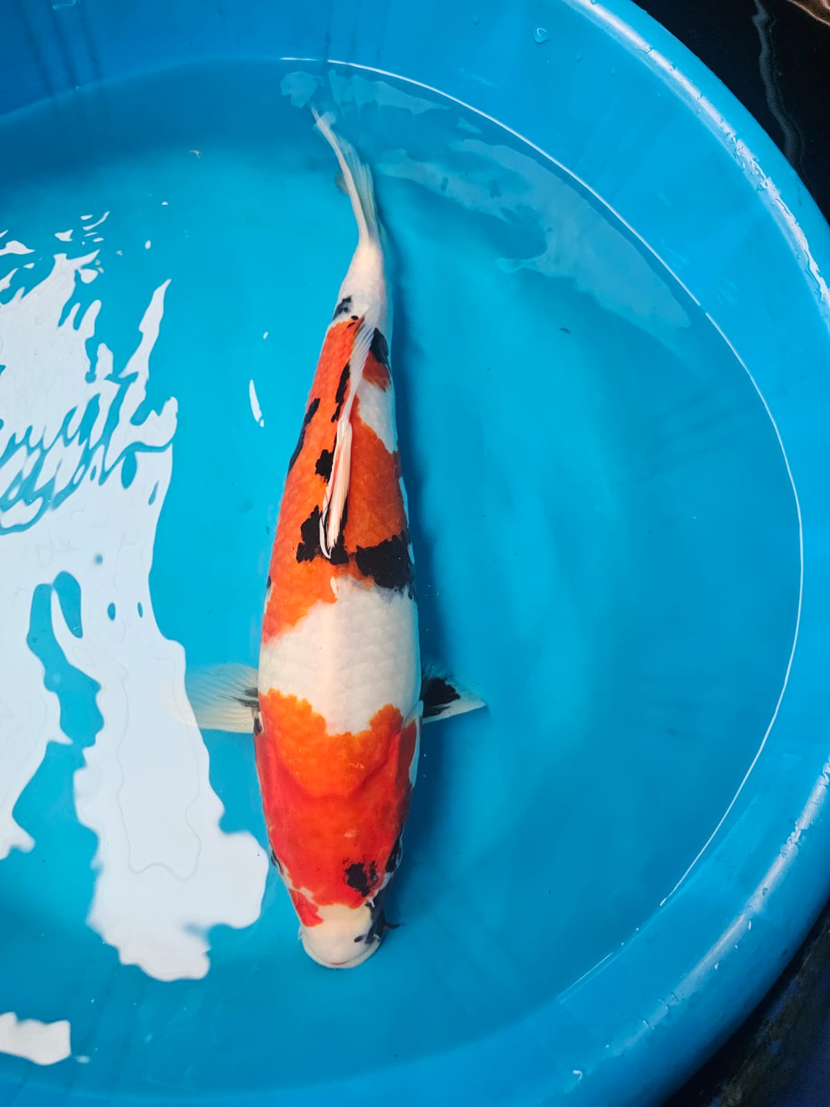 Imported handpicked Koi 30-40cm various